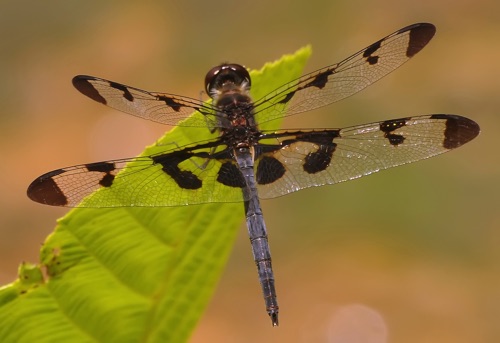 Male
2014_07_01_Chattooga